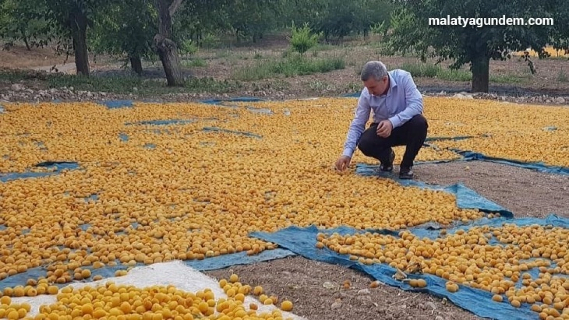 Kayısı da ihracat düştü, gelir yükseldi