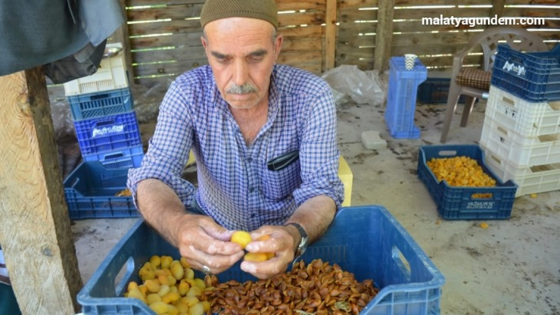 Kayısıda patik dönemi başladı