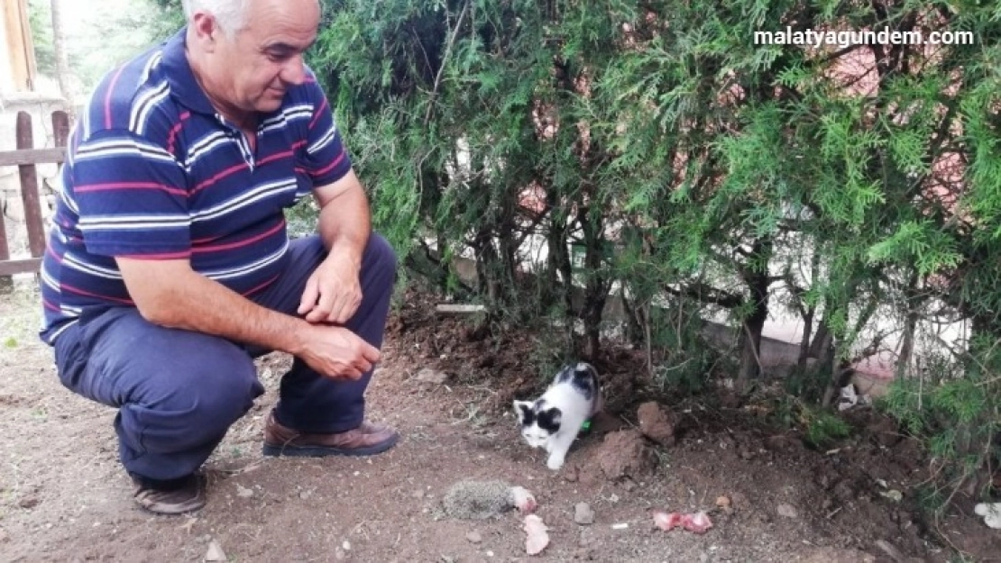 Kedi, yavru kirpiye sahip çıktı