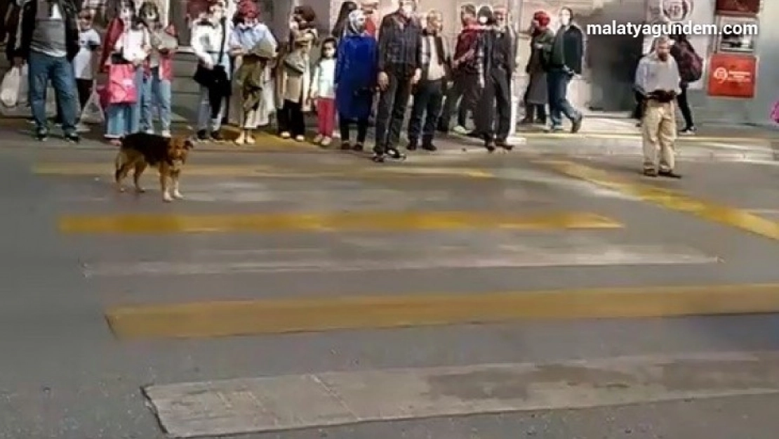 Kırmızı ışıkta bekleyip yeşil ışıkta geçen köpek görenleri şaşırtıyor