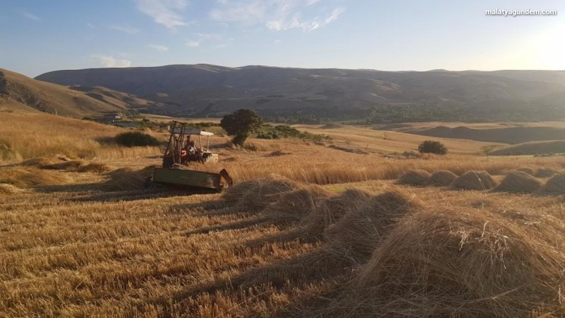 Kuluncak'ta buğday hasadı