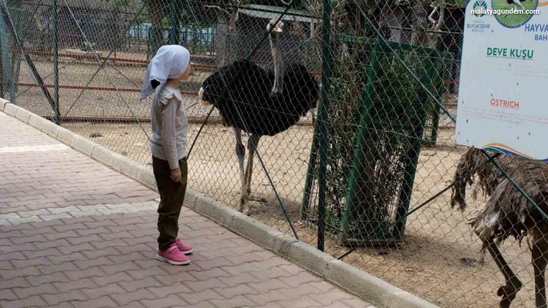 Kurban Bayramı'nda Hayvanat Bahçesi öğrencilere ücretsiz olacak