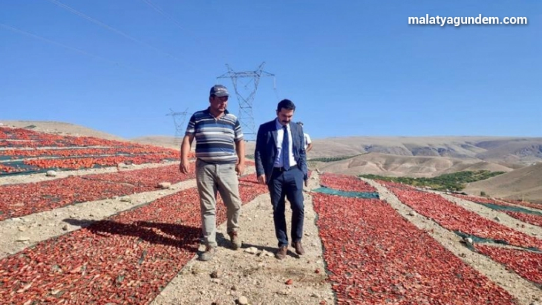 Kurutmalık Domates daha da yaygınlaştırılacak