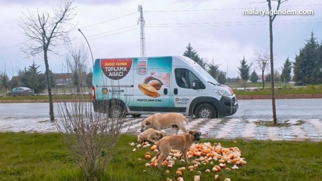 Büyükşehir Belediyesi, sokak hayvanlarını unutmuyor