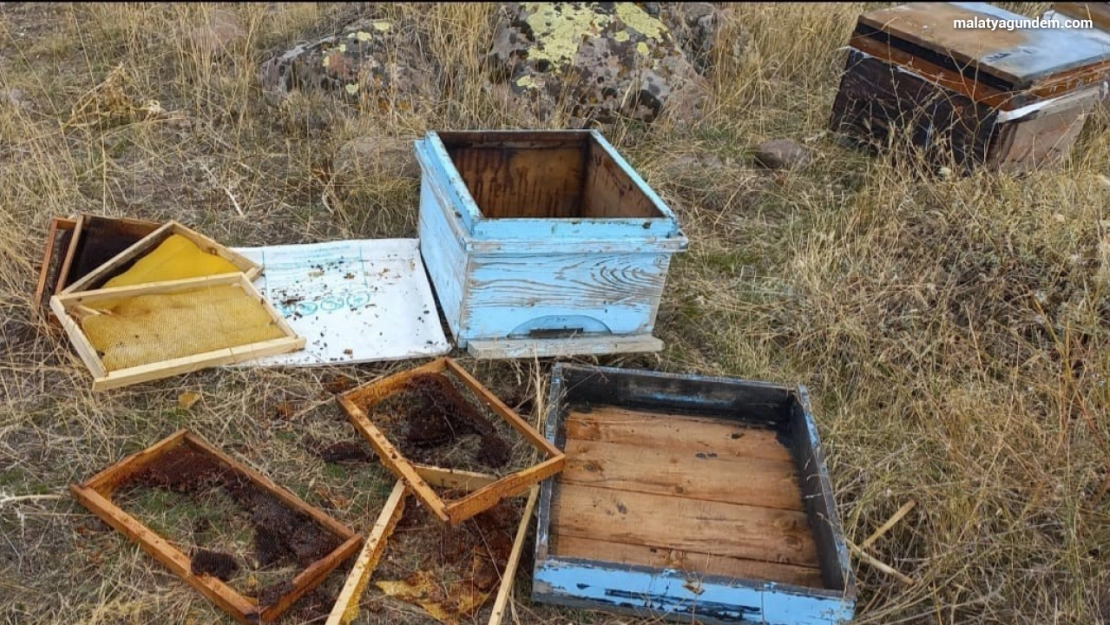Malatya'da  aç kalan ayılar arı kovanlarına saldırdı
