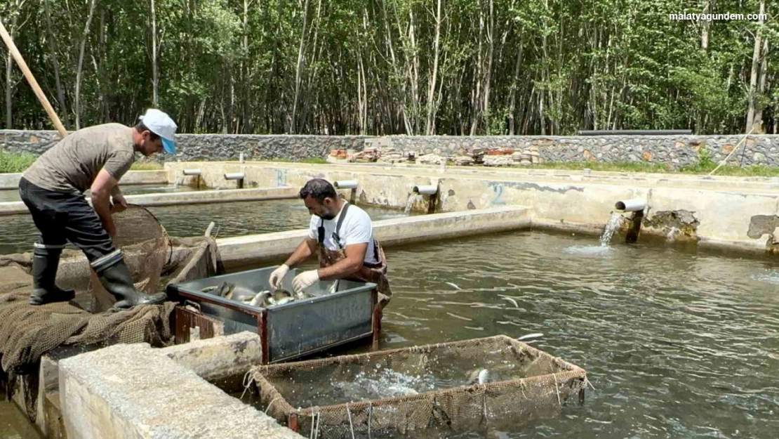 Malatya'da alabalık üretimi katlanarak arttı