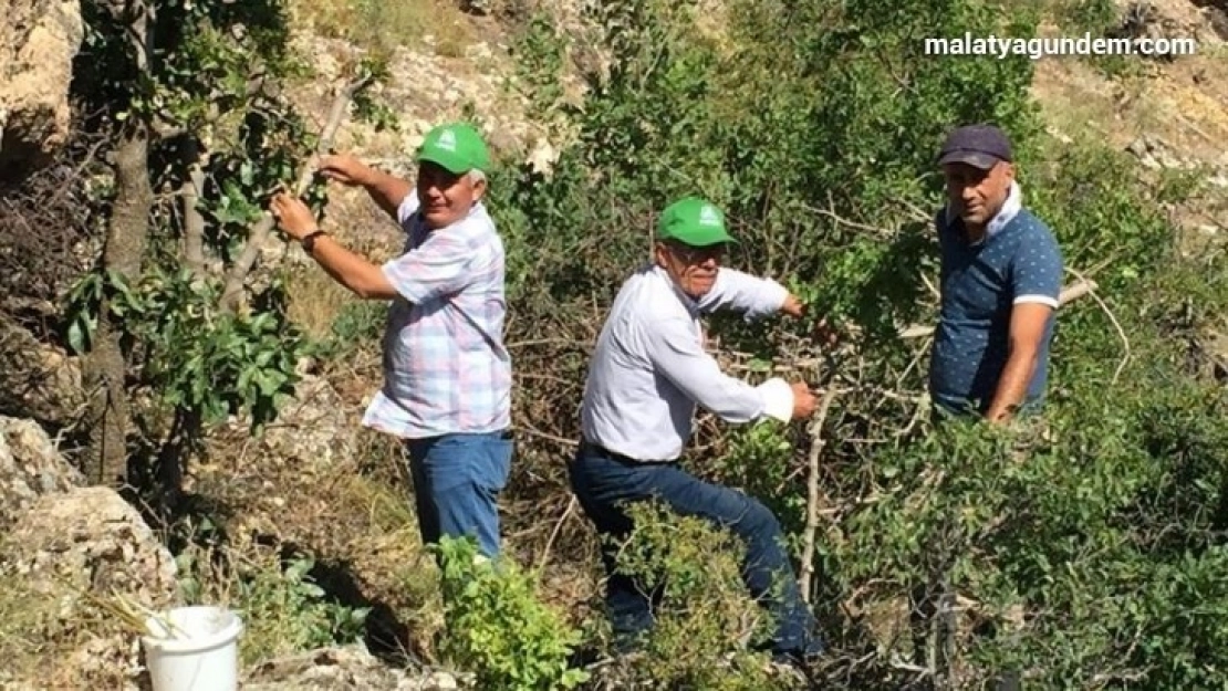 Malatya'da antepfıstığı yaygınlaşıyor