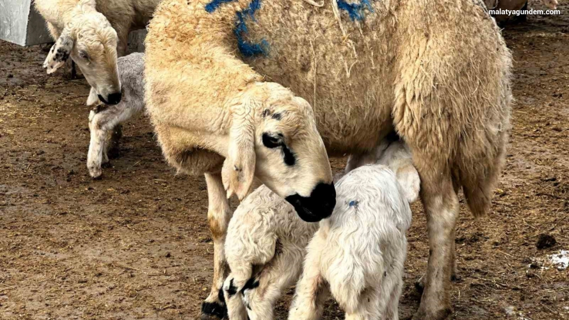 Baharın habercisi kuzuların doğumları başladı