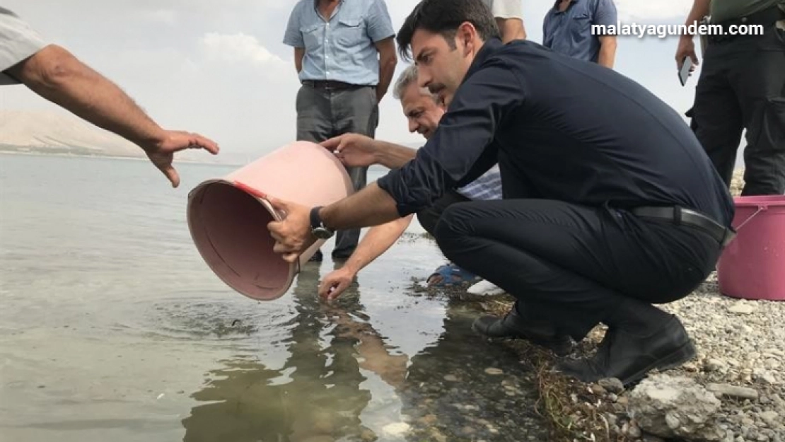 Malatya'da göletlere 2,5 milyon yavru sazan