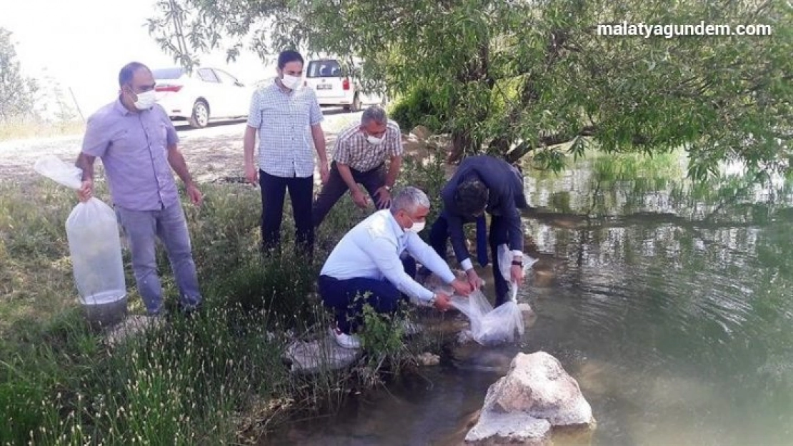Malatya'da göletlere 50 bin balık bırakıldı