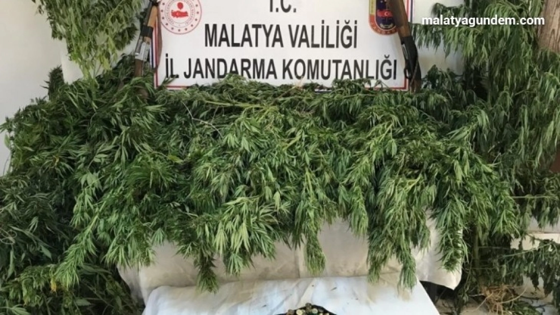 Malatya'da kaçak kenevir operasyonu: 2 gözaltı