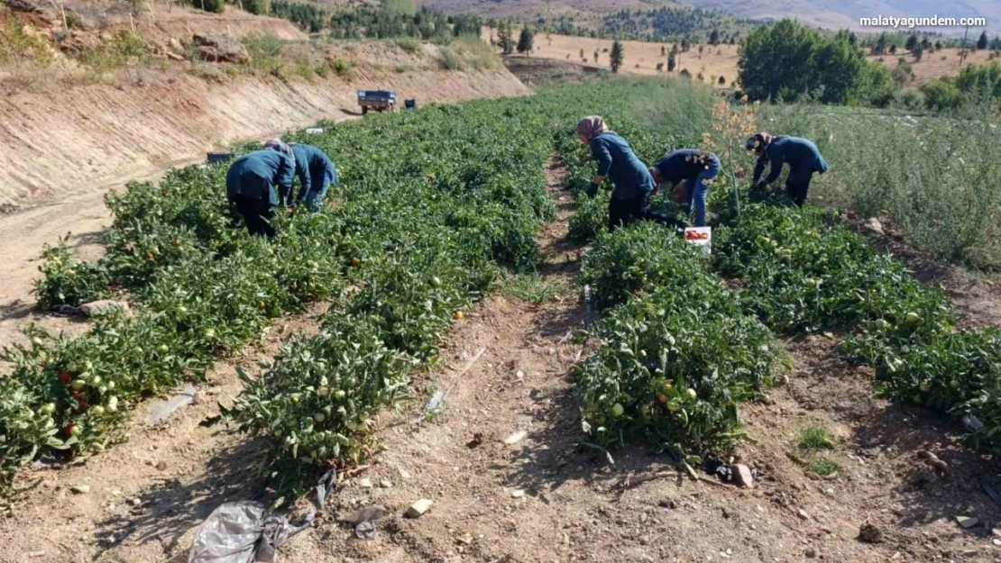 Malatya'da Kadın Kooperatifinden organik domates hasadı