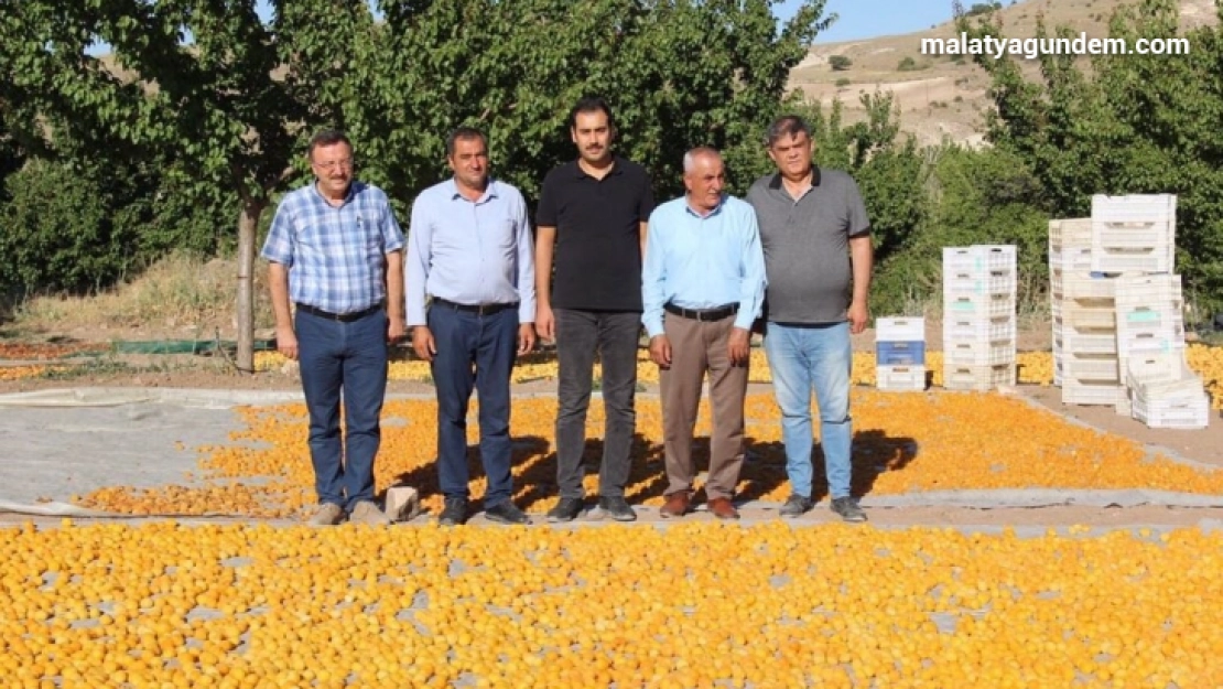 Kayısı hasat sezonu hızla devam ediyor