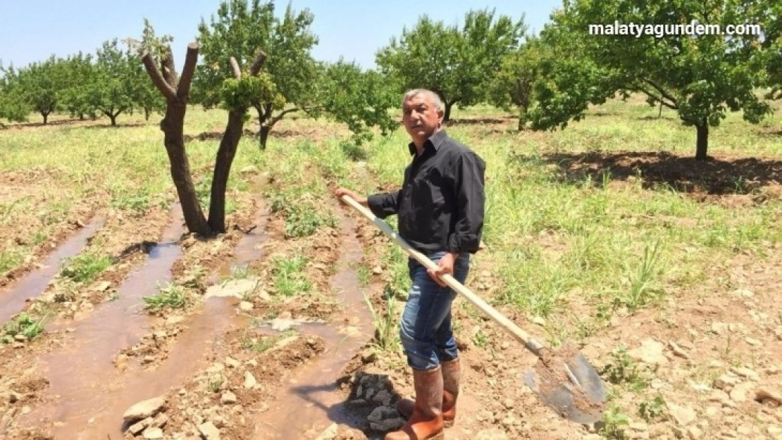 Kayısı rekolte tartışmaları devam ediyor