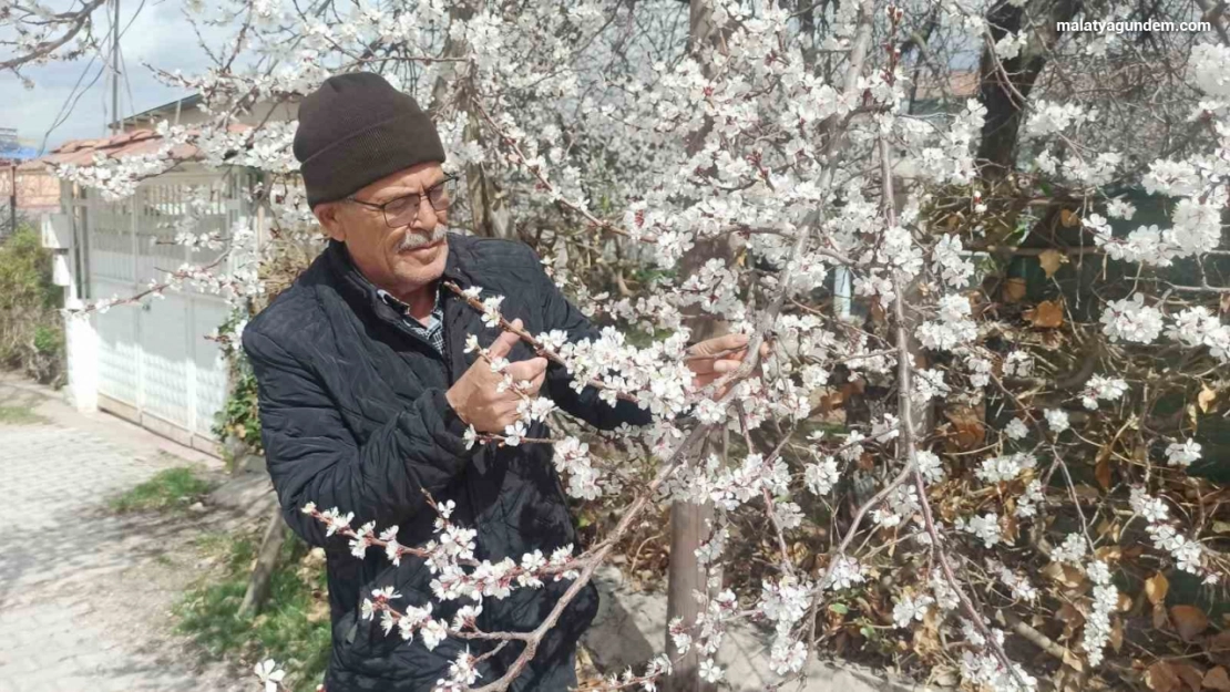 Kayısı üreticileri zirai don tehlikesiyle karşı karşıya