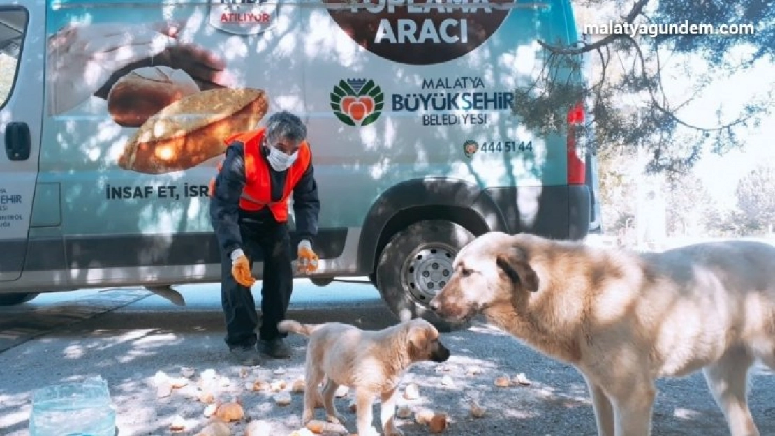 Malatya'da parklara sokak hayvanları için ekmek bırakılıyor