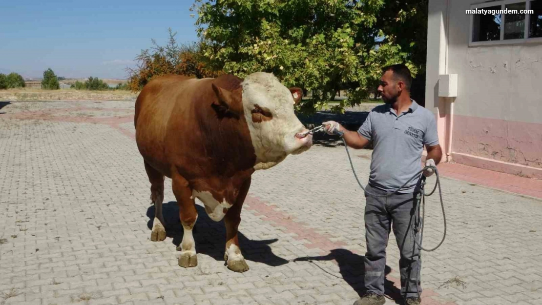 Malatya'da üretilen boğa spermaları dünyaya ihraç edilecek