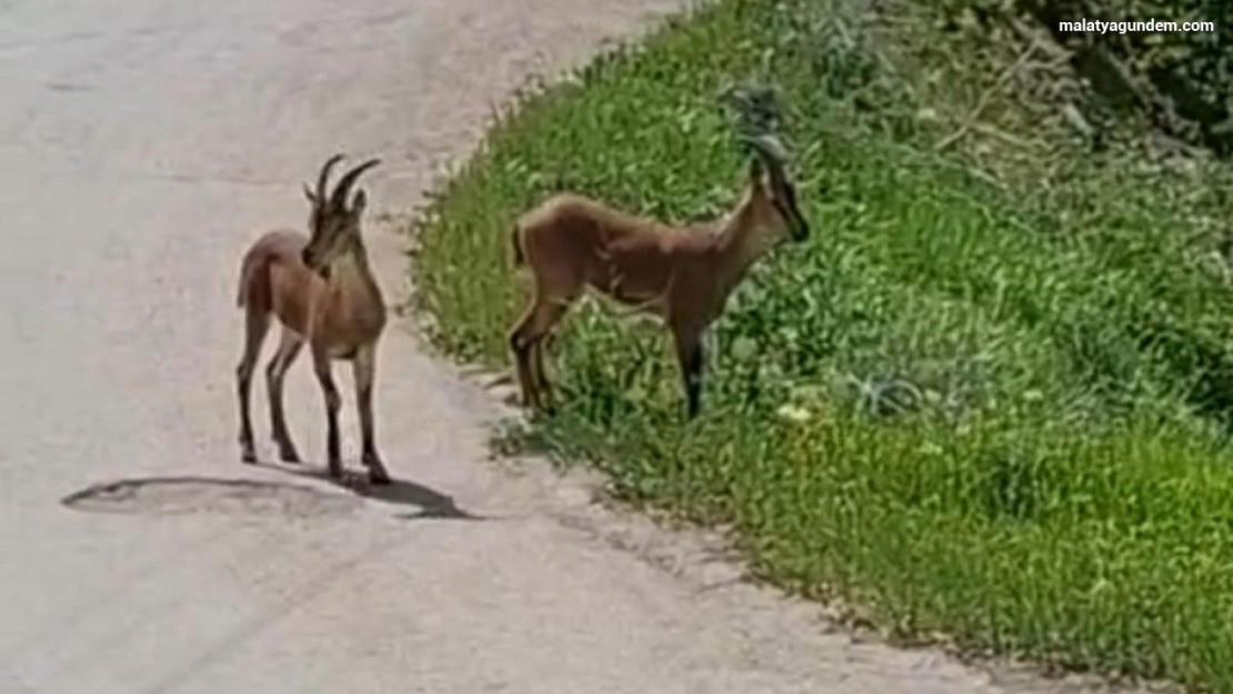 Yaban keçileri kayısı bahçesine indi