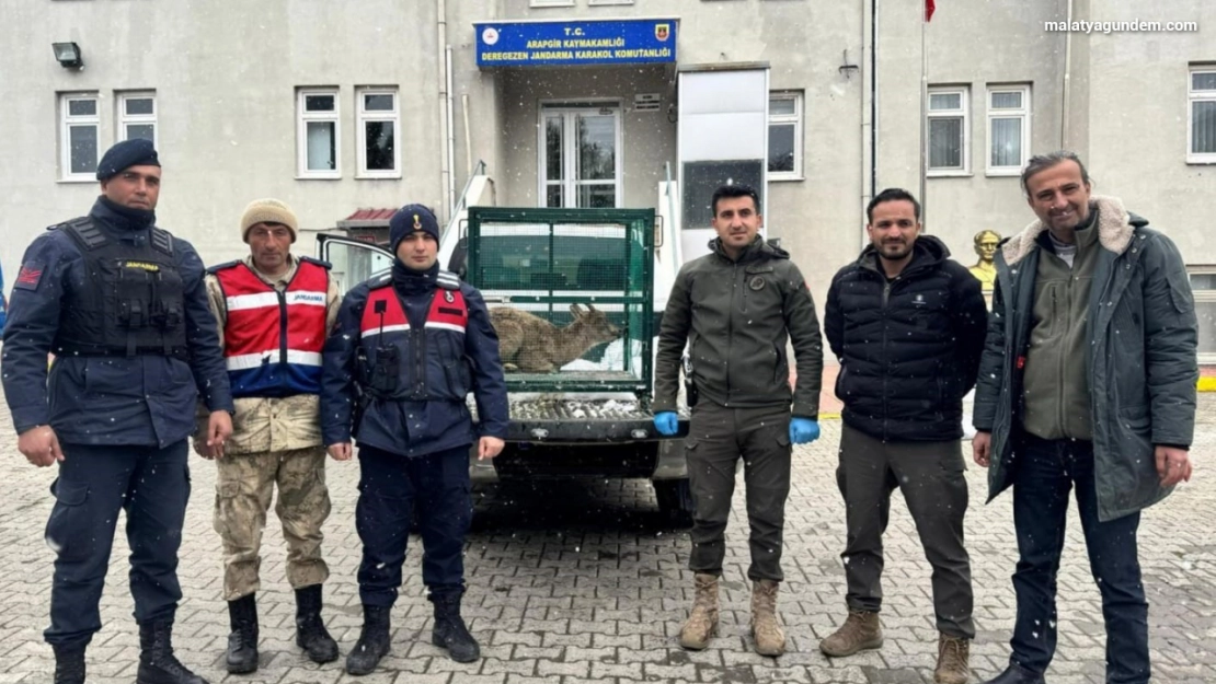 Yaralı bulunan dağ keçisi koruma altına alındı