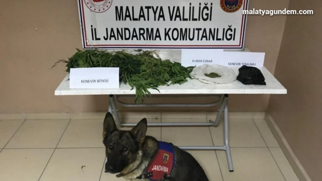 Yasa dışı kenevir operasyonu