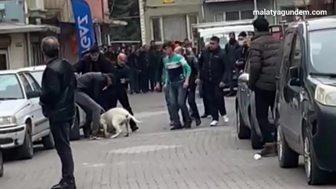 Malatya'daki pitbullu saldırı anı kamerada