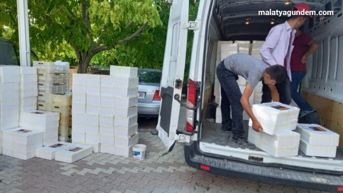 Malatya'dan il dışına koli koli hediyelik kayısı