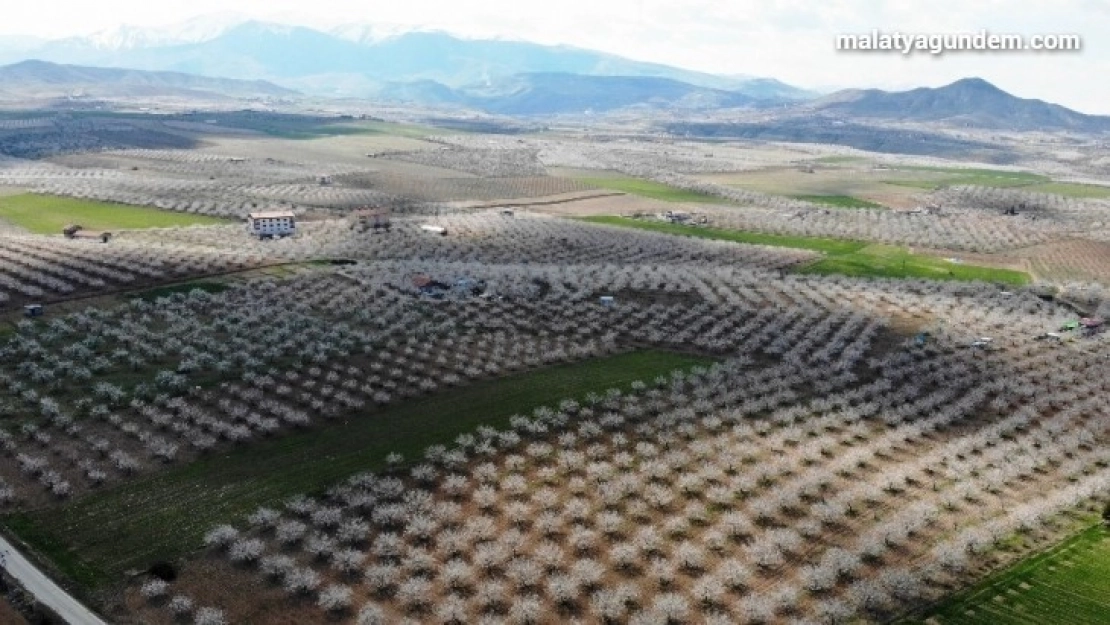 Malatya kayısıdan gelinlik giydi
