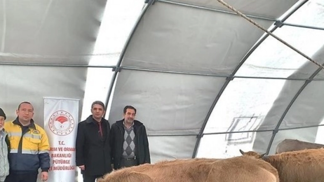 Malatya'da, 93 çiftçiye 552 baş damızlık düve alımı desteklemesi