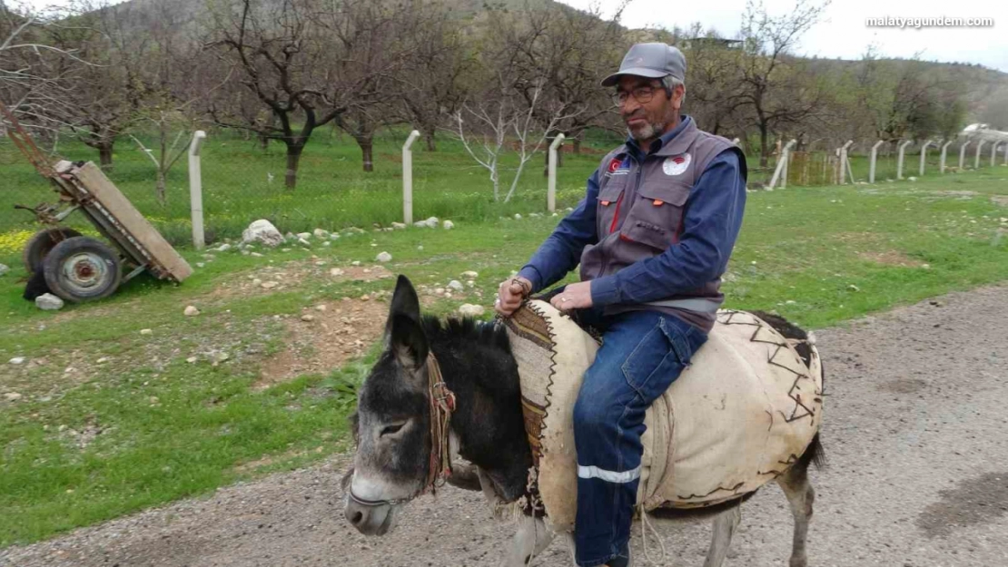 Malatyalı yetiştirici, eşeği Kadife'ye gözü gibi bakıyor