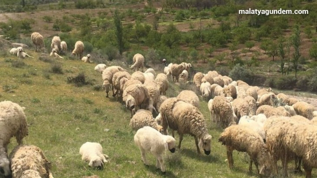 Mera-yayla kiralamaları ihalesi ertelendi