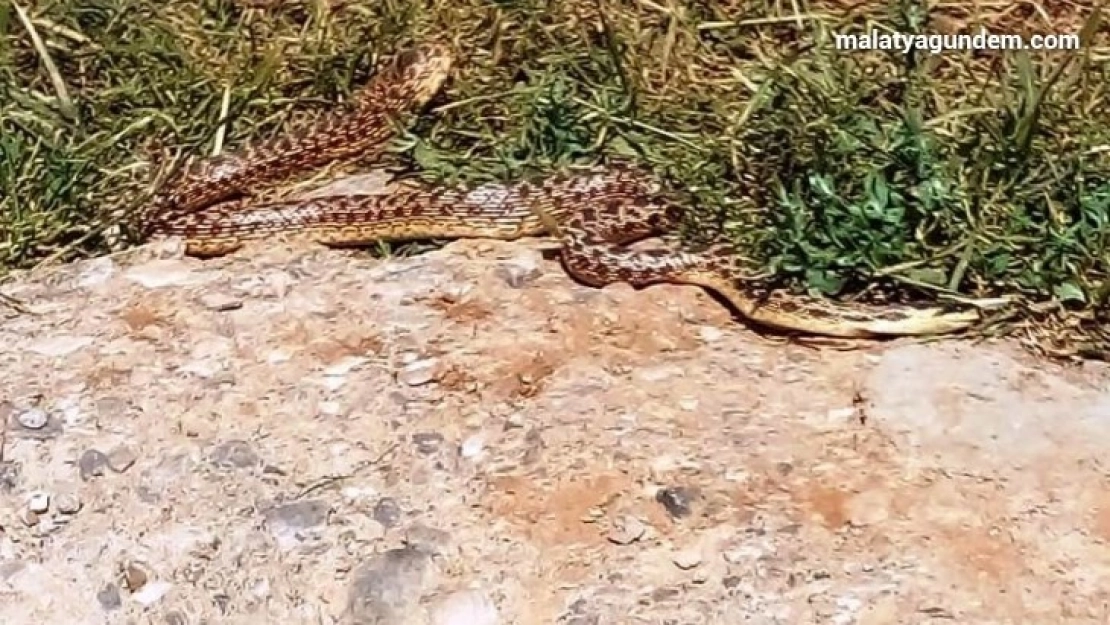 Mezrada görülen yılanlar korkuttu