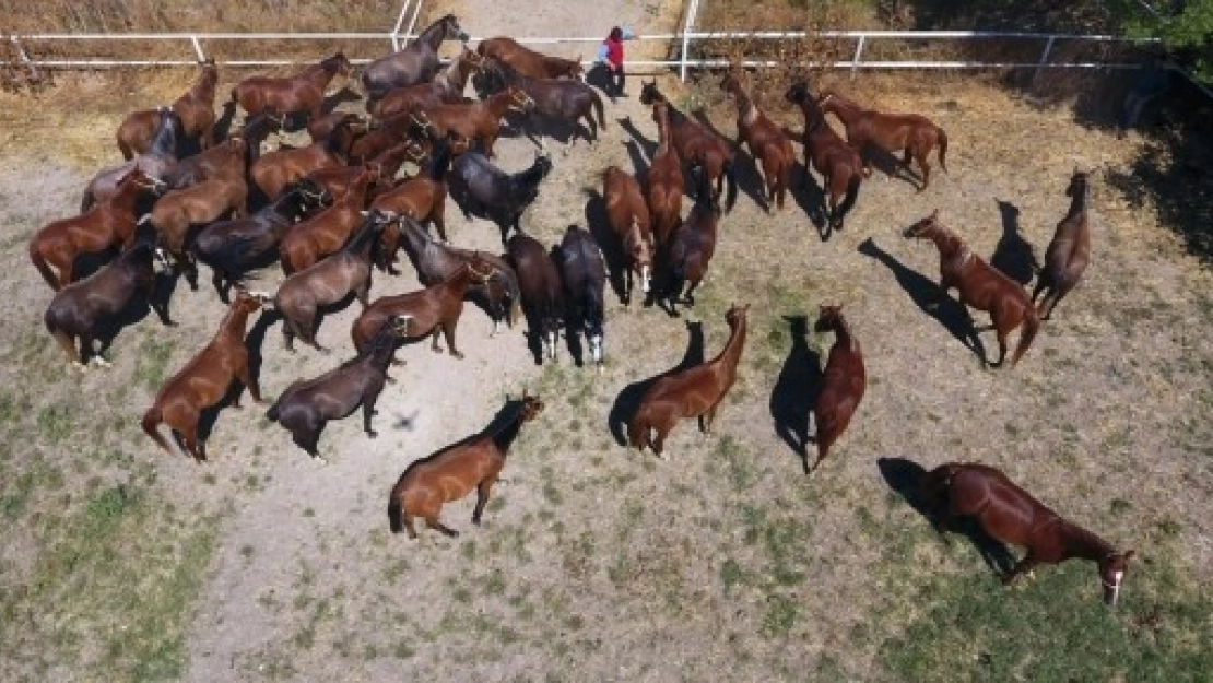 Milyonluk Taylar Veliefendi'de Görücüye Çıkıyor