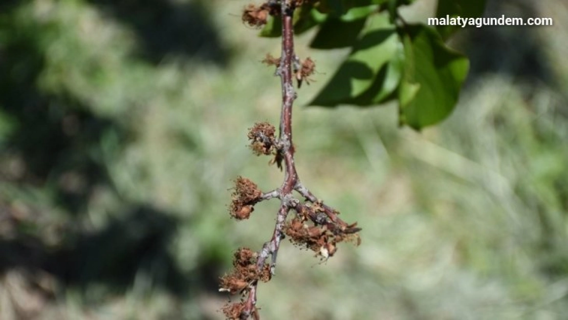 MTÜ Ziraat Fakültesinden Kayısıda Çiçek Monilyası Raporu