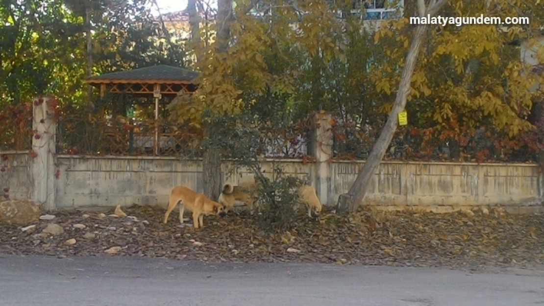 Muhtar Yiğit başıboş köpeklerin barınaklarda beslenmeli