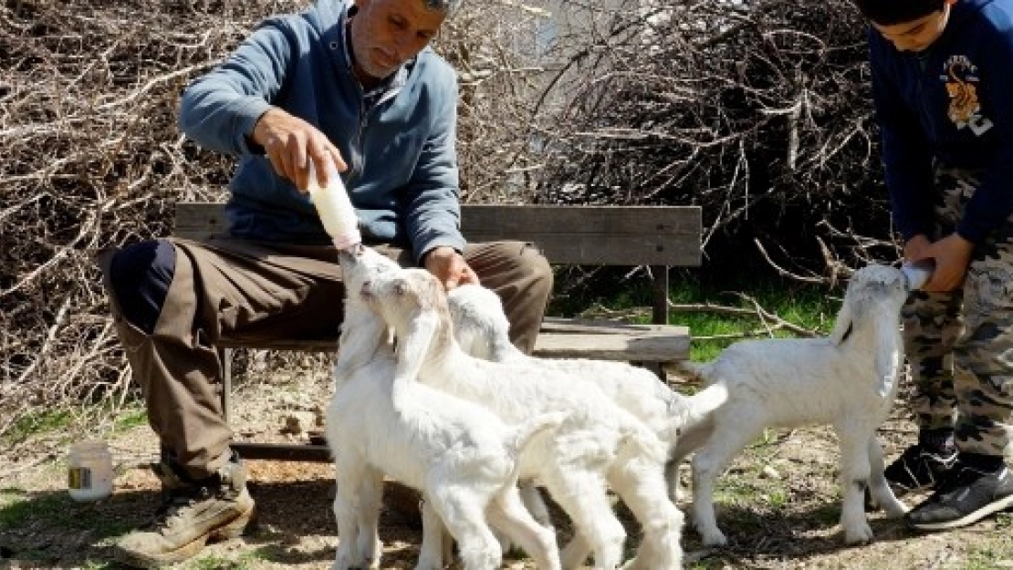 Oğlaklarına Bebekler Gibi Bakıyor