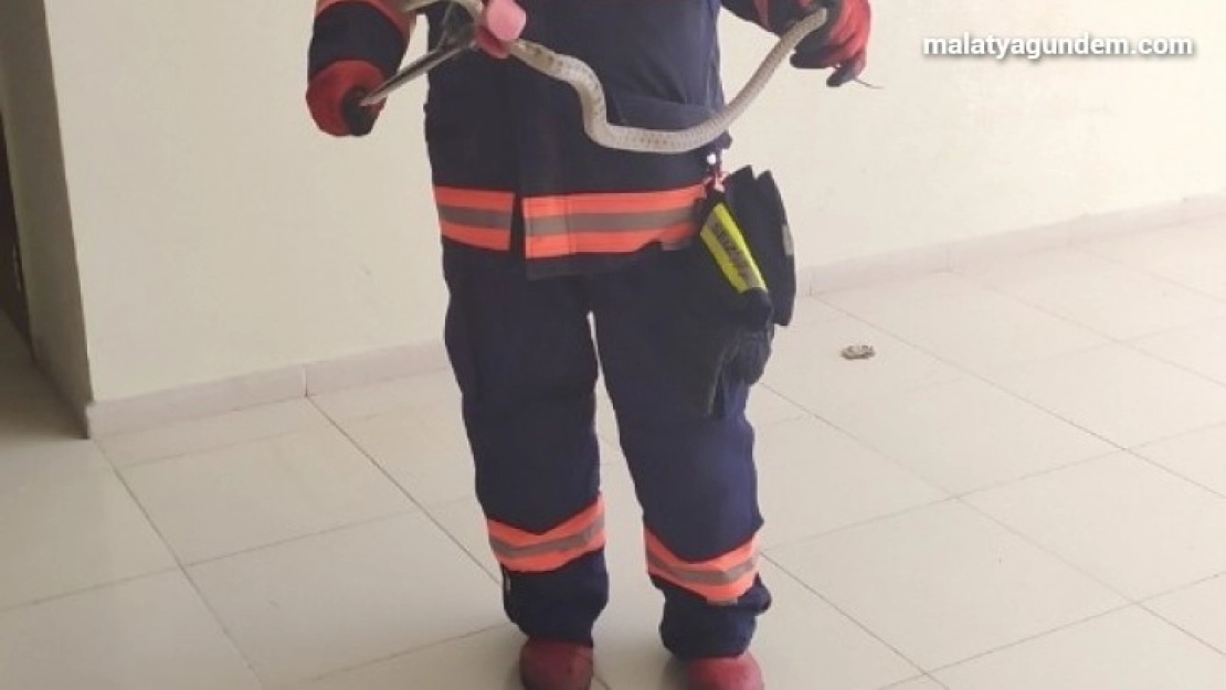 Okulda yakalanan yılanlar doğaya bırakıldı