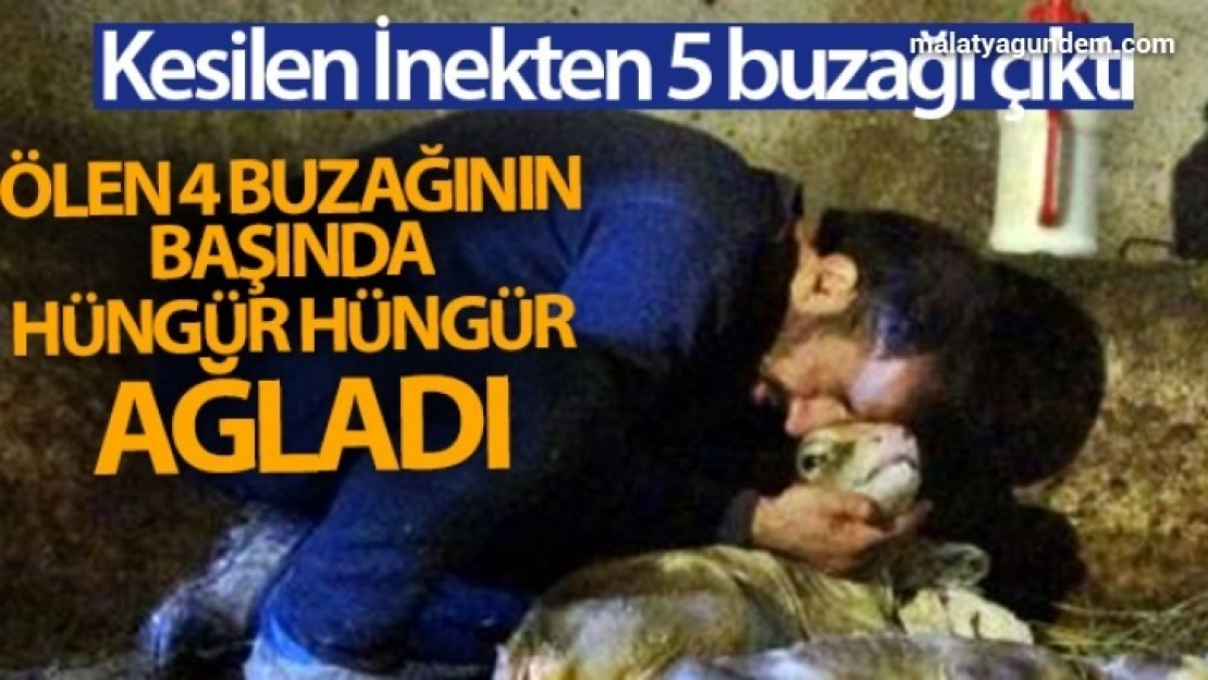 Ölen 4 buzağının başında hüngür hüngür ağladı