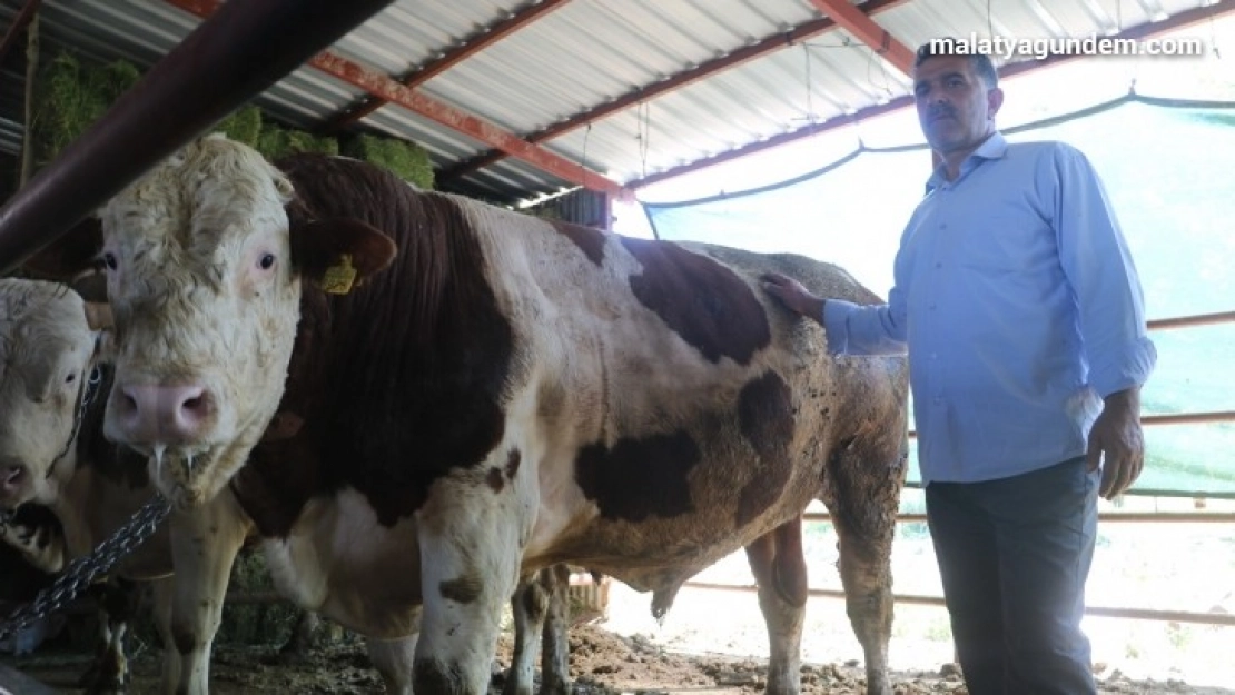 Otomobil fiyatına satılan tonluk kurbanlıklar görücüye çıktı