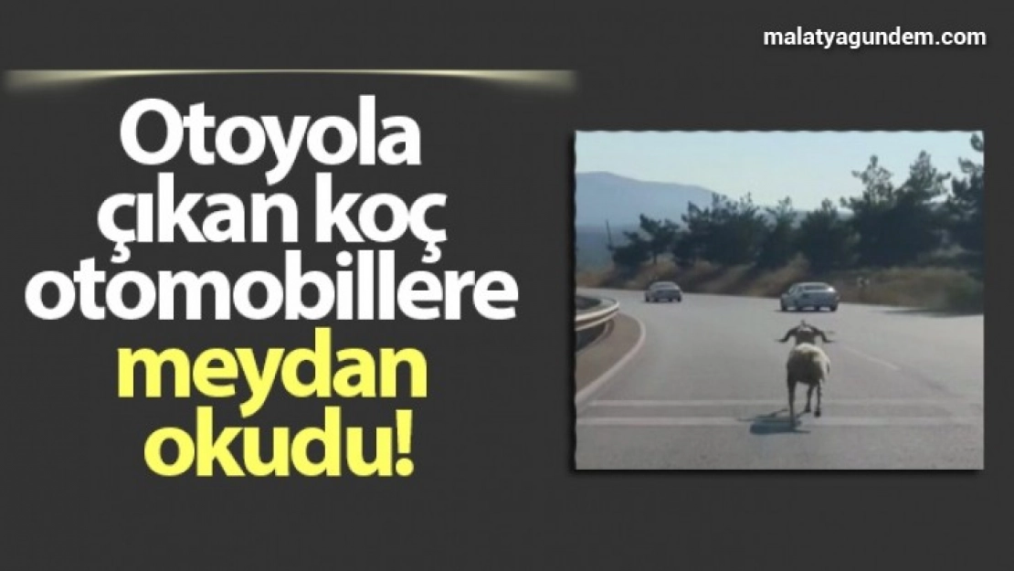 Otoyola çıkan koç otomobillere meydan okudu
