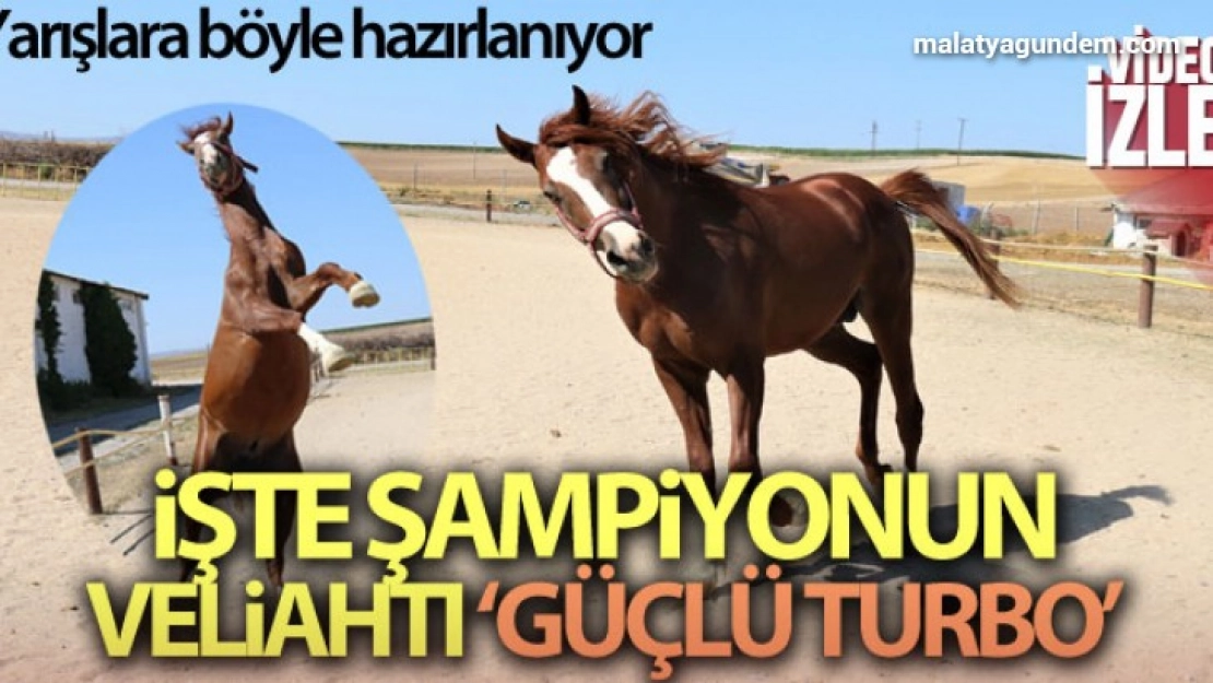 Şampiyonun yavrusu yarışlara böyle hazırlanıyor
