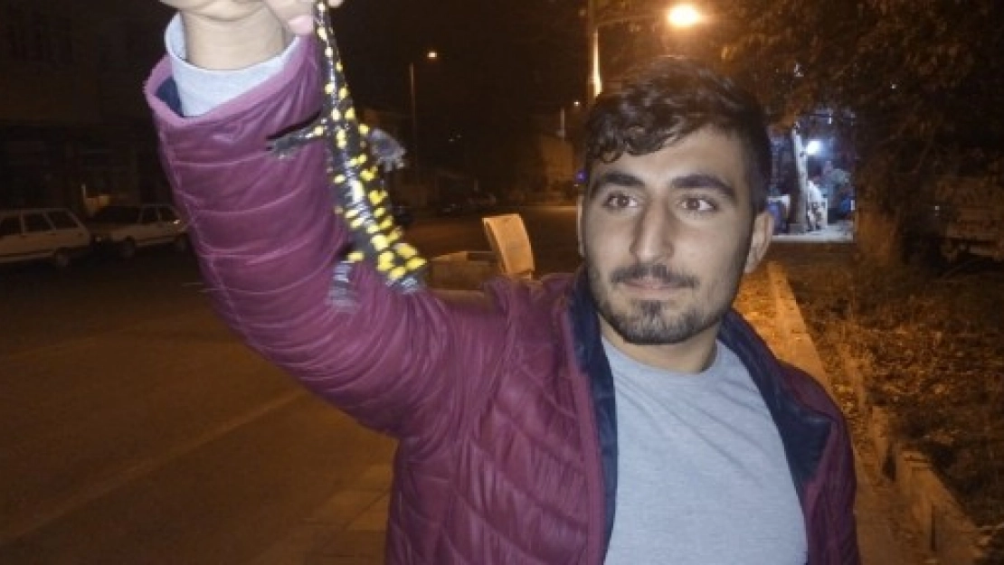 Sarı Benekli Semender Bulundu