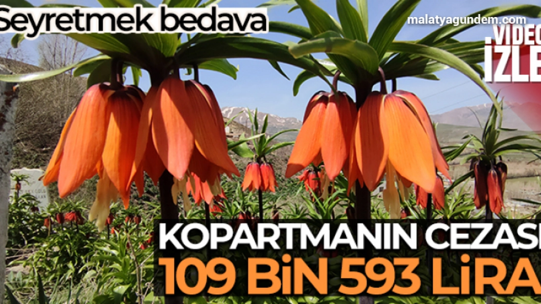 Seyredene bedava, koparana 109 bin 593 lira ceza