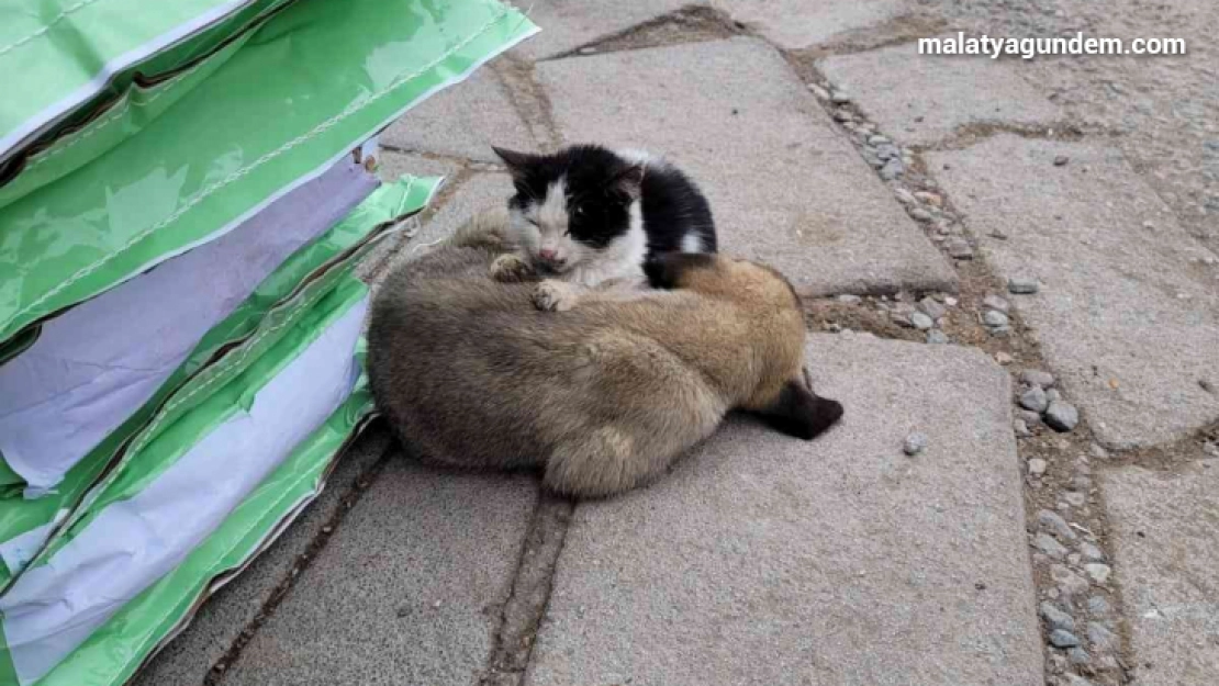 Soğuktan üşüyen kedi ile köpeğin dayanışması yürekleri ısıttı