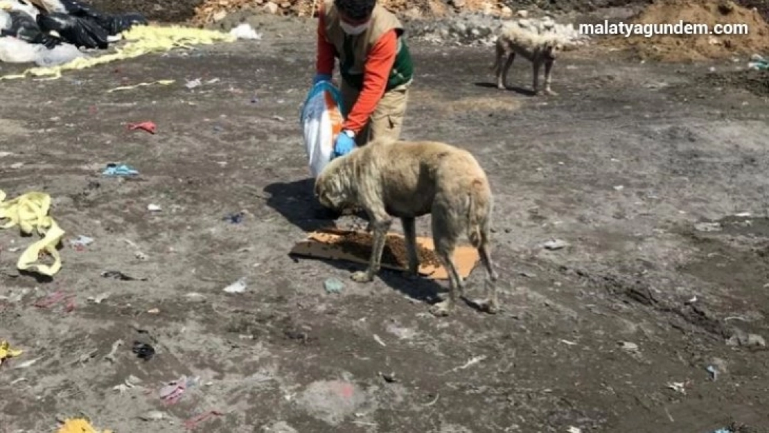 Sokak hayvanları unutulmuyor