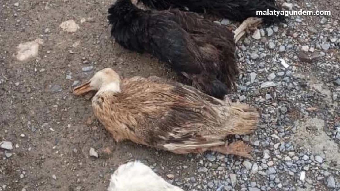 Sokak köpekleri onlarca kümes hayvanını telef etti