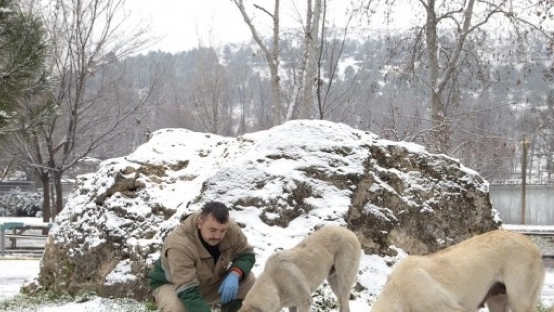 Sokak Hayvanları İçin Doğaya Yiyecek Bırakıldı