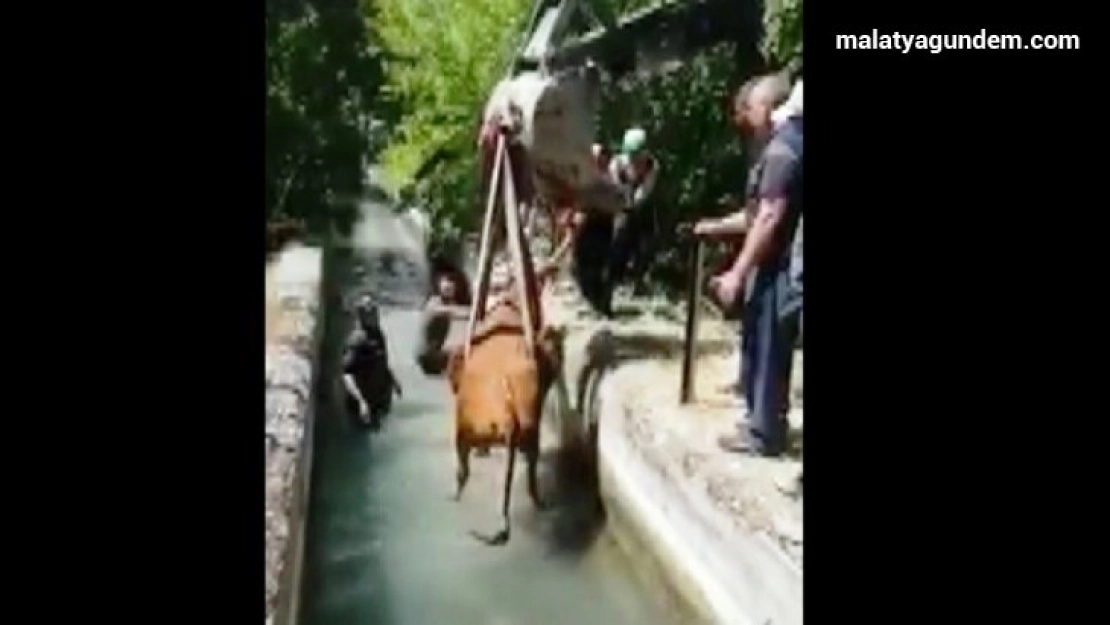 Sulama Kanalına Düşen İneği İtfaiye Kurtardı