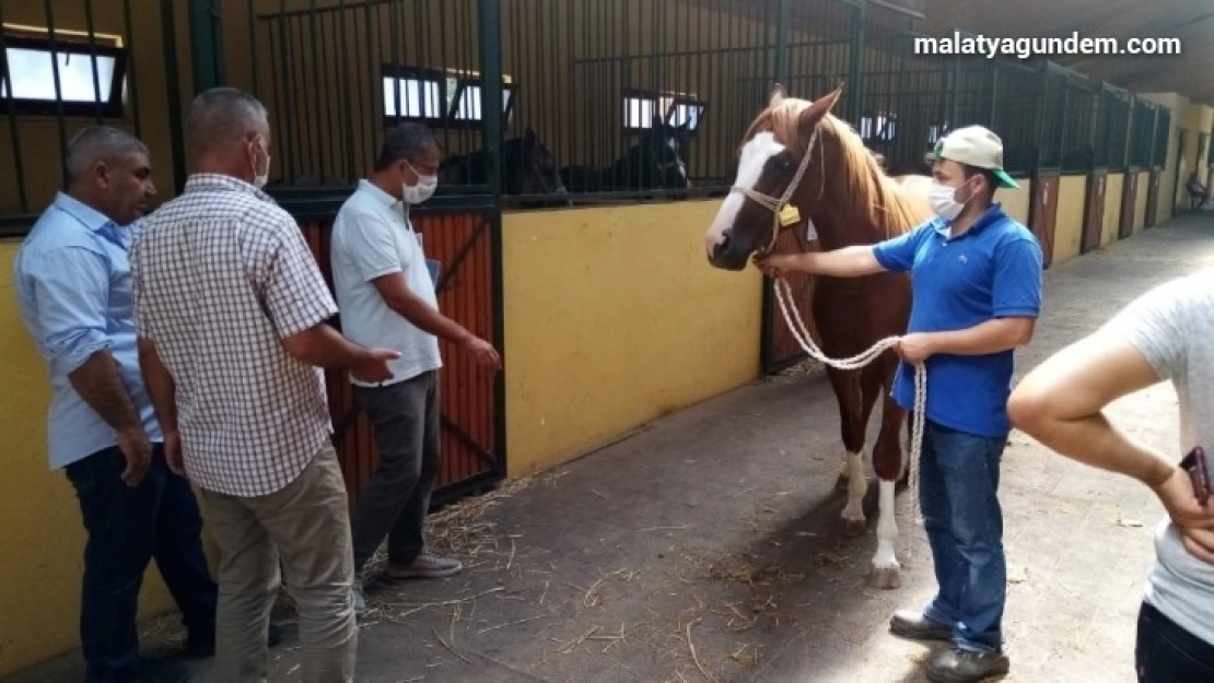 Safkan Arap Tayları görücüye çıkıyor