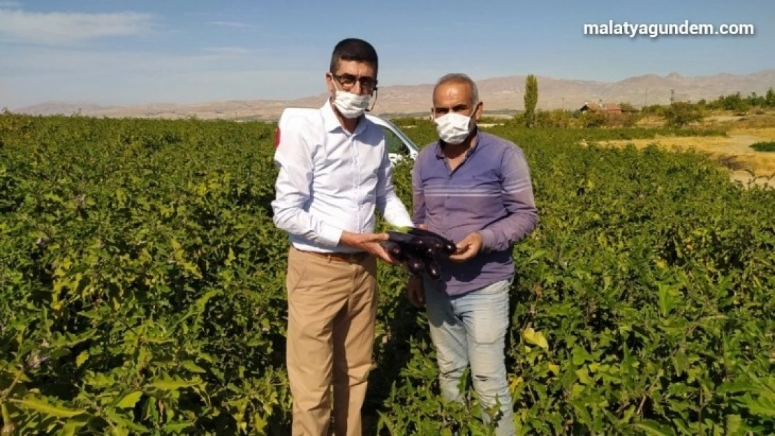 Tarladan sofralara doğal ve ucuz sebze