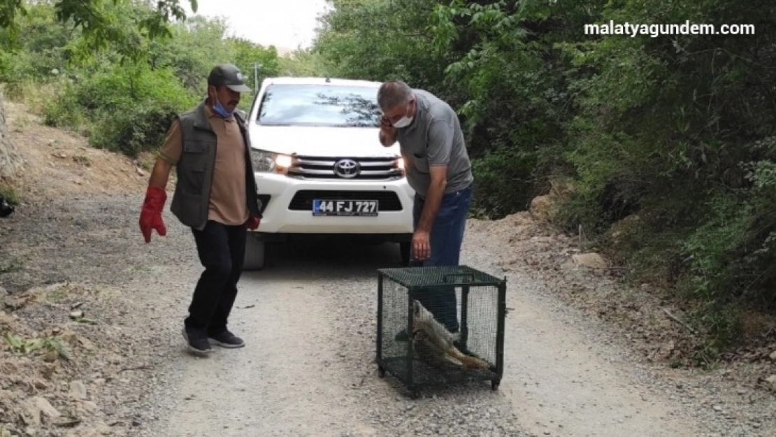 Telef olan tilkiyi gören doğa fotoğrafçısı duyarsız kalmadı